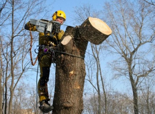 Спил деревьев. Удаление аварийного дерева. Арбористы во Владивостоке стоимость услуг и где заказать - Владивосток