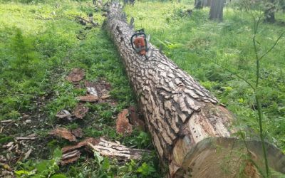 Спил и вырубка деревьев, корчевание пней - Уссурийск, цены, предложения специалистов