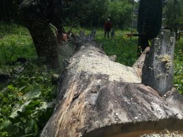 Спил и вырубка деревьев, корчевание пней стоимость услуг и где заказать - Владивосток